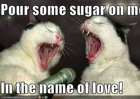 Pour some sugar on me...  In the name of love! Animals Reading, Drunk Cat, Cat Presents, Koci Humor, Funny Cat Photos, Cat Photos, Funny Cats And Dogs, Wallpaper Images, Silly Animals