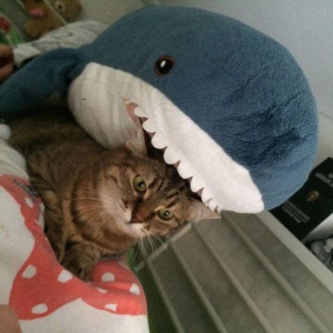 Ikea Shark Plush Stuffed Shark, Shark Doll, Shark Meme, Ikea Shark, Cat Shark, Wallpaper Gatos, Shark Pictures, Shark Toy, Shark Plush