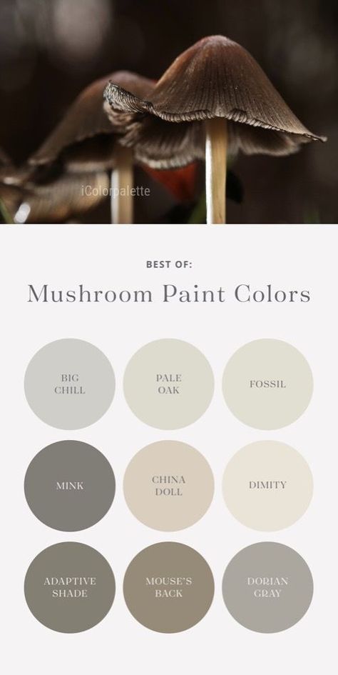 Mushroom paint color palette. White Interior Paint Colors, Mushroom Color Paint, Mushroom Paint Color, Neutral Kitchen Colors, White Interior Paint, Color Palette Living Room, Mushroom Paint, Shingle Colors, Neutral Kitchen