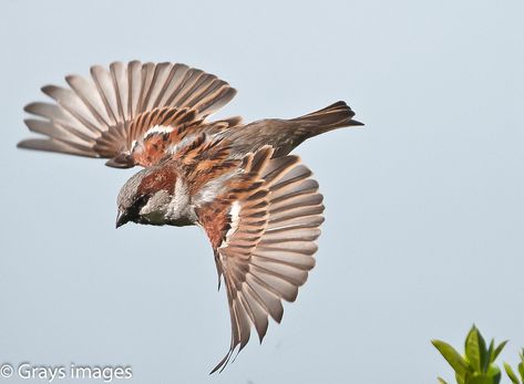 Sparrow In Flight, Privet Hedge, House Sparrow, Sparrow Bird, View From Above, Rare Birds, All Birds, Bird Pictures, Birds Tattoo