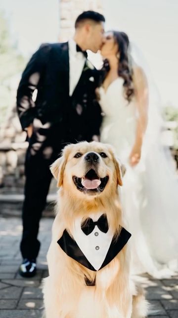 Golden Retriever Wedding, Dog Wedding Photos, Puppy Wedding, Wedding Photo List, Best Man Wedding, Photos With Dog, Wedding Pets, Adorable Dogs, Wedding Engagement Photos