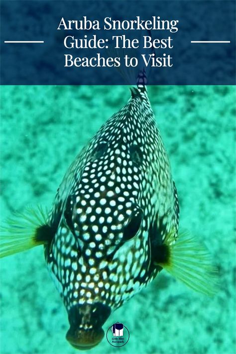 This guide will help you find the BEST snorkeling in Aruba! Get ready to see all kinds of sea life #Aruba #ArubaTravel #ArubaSnorkeling Aruba Beach, Aruba Travel, Beaches To Visit, Best Beaches To Visit, Best Swimmer, Sea Crab, Best Snorkeling, Snorkeling Gear, Learn To Swim