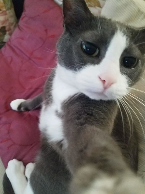 My cats selfie Cats Selfie, Cat Selfies, Selfie Cat, Healing Journaling, Cat Selfie, Anime Cover Photo, Silly Cats, Cat Pics, Instagram Pictures