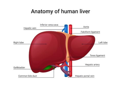 Anatomy Of Human, Liver Anatomy, Quadrants Of The Abdomen, Kidney Detox, Human Liver, Basic Anatomy And Physiology, Turmeric Vitamins, Coconut Benefits, Bile Duct