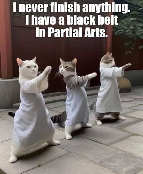 Funny Cats Video, Cats Pictures, Cat Humor, Meme Meme, Funny Bones, Funny Random, Silly Cats Pictures, A Meme, Random Memes