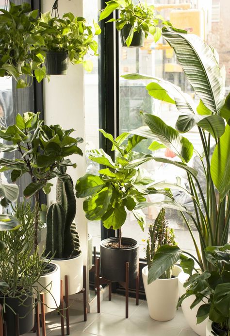 The Sill wants to bring keeping plants alive to everyone (plus clients like Google, Twitter, and Warby Parker): The plant brand, with a storefront in Manhattan, is nothing short of immaculate, and so flush with greenery you could almost forget you’re in Chinatown. | Coveteur.com Keeping Plants Alive, Indoor Plants Styling, Tattoo Plant, Trendy Plants, Best Indoor Plants, Plant Aesthetic, House Plants Decor, House Plants Indoor, Pretty Plants