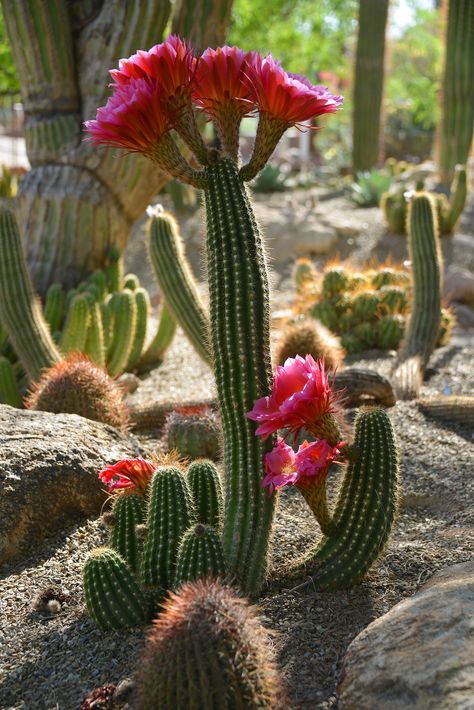 Kaktus Dan Sukulen, Cactus Blossoms, Blooming Cactus, Desert Landscapes, Desert Botanical Garden, Desert Flowers, Succulent Gardening, Desert Garden, Cactus Flowers