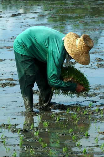 Filipino Farmers Photography, Farmer Philippines, Farmer Art, Agriculture Pictures, Farmer Photo, Farmer Painting, Female Farmer, Philippines Culture, Caricature Sketch