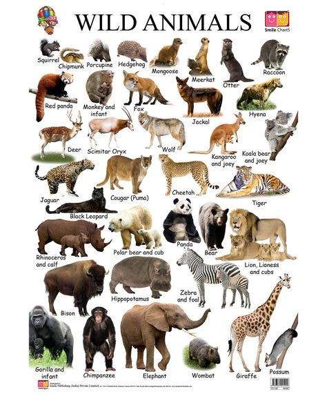 Animals Name With Picture, Animals Name List, Animal Chart, Wild Animals List, Jungle Animals Decorations, Animal Pictures For Kids, Animals Name In English, Lioness And Cubs, Cnidaria