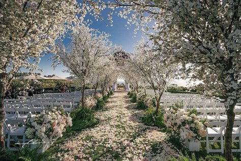 Pelican Hill Weddings on Instagram: “Cherry blossom season is here, which reminds us of the time @nisiesenchanted made Pelican Hill bloom for Whitney and Sam's big day!…” Blossom Tree Wedding, Pelican Hill Wedding, Pelican Hill, Enchanted Garden Wedding, Enchanted Florist, Wedding Isles, Diy Wedding Ideas, Bridal Make Up, Wedding Tree