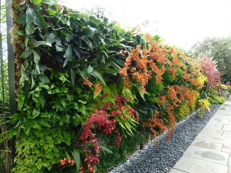 Orchid Show - Vertical Garden Wall 2 - Dancing Lady Orchid… | Flickr Dancing Lady Orchid, Orchid Show, Garden Plant Pots, Vertical Garden Wall, Orchid Garden, Orchids Garden, Vertical Gardens, Orchid Flowers, Wine Theme