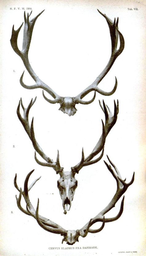 Jewelry & Accessories ideas for ItzaFashion 2015 S/S "Archer" Collection Antler Drawing, Antlers Drawing, Antler Tattoo, Hirsch Tattoo, Deer Heads, Skull Reference, Deer Horns, Stag Antlers, Deer Tattoo