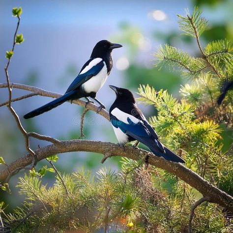 Two Magpies on the Branch of a Tree Stock Illustration - Illustration of beak, wallpaper: 328034904 Magpie In Flight, Magpie Illustration, Two Magpies, Branch Vector, Song Birds, Black And White Birds, Wallpaper Flower, Bird On Branch, Bird Tree