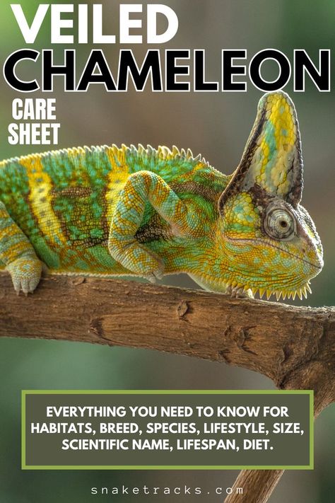 Chameleon Enclosure, Chameleon Care, Veiled Chameleon, Karma Chameleon, Chameleon Lizard, Chameleon Color, Zoo Keeper, Reptile Terrarium, Scientific Name