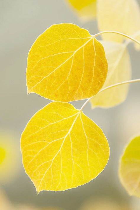 Aspen Leaves, Aspen Leaf, Beautiful Leaves, Aspen Trees, Foto Art, Autumn Beauty, Yellow Aesthetic, Yellow Leaves, Tree Leaves