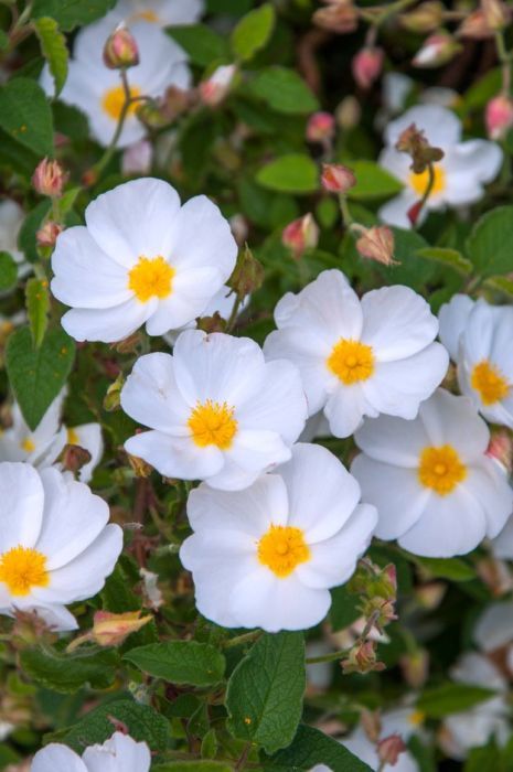 Find help & information on <i>Cistus</i> × <i>hybridus</i>  hybrid rock rose  from the RHS Rock Rose Plant, Creek Backyard, Cistus Flower, Flower References, Crepe Flowers, Texas Garden, Yard Plants, Front Yard Plants, Wild Thyme