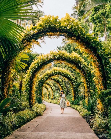 COOL FREE THINGS TO DO IN SINGAPORE - Travel In Our Eyes Lattice Patio, Singapore Garden, Singapore Botanic Gardens, نباتات منزلية, Desain Lanskap, Singapore Travel, Kew Gardens, Camping Ideas, Covent Garden