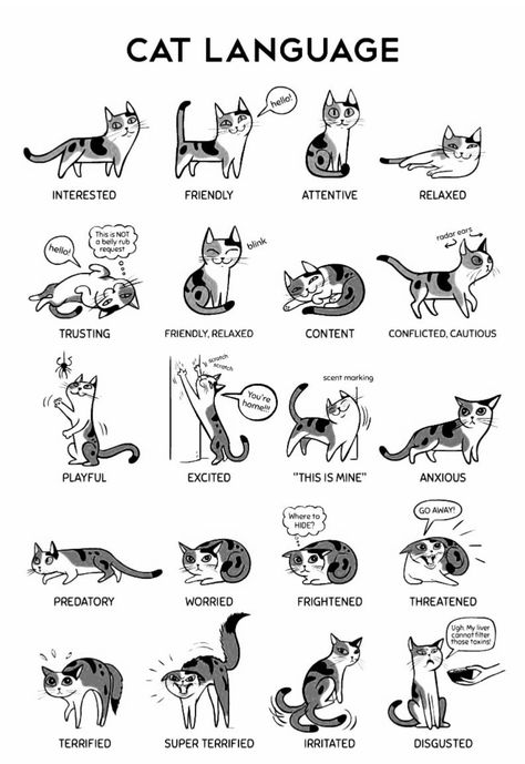 Cat Poses Meaning, Cat Tail Meaning, Cat Language Signs, Cat Tail Language, Cats Language, Cat Types, Katt Grejer, Cat Ages, Cat Language