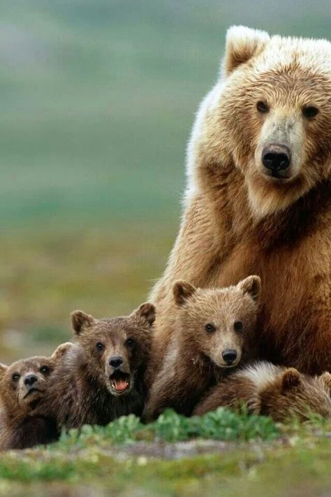 Brown bear & cubs Baby Bears, Nosara, Tromso, Love Bear, Bear Cubs, Grizzly Bear, Sweet Animals, The Grass, Animal Planet