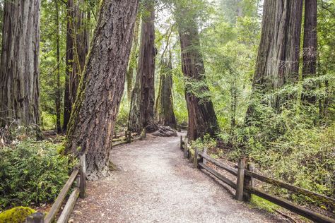 Big Basin Redwoods State Park: The Complete Guide Big Basin Redwoods State Park, Big Basin, Coastal Redwood, State Park Camping, Camping Site, Muir Woods, Big Tree, Go Camping, The Wiz