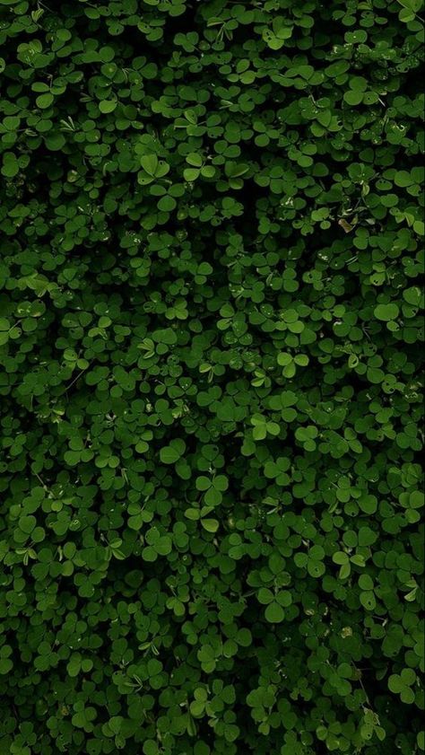 Leafy Green Aesthetic, Leafy Background Aesthetic, Green Background Aesthetic Landscape, Dark Plant Aesthetic, Leafy Wallpapers, Green Leafy Background, Leafy Background, Green Inspo, Dark Green Wallpaper