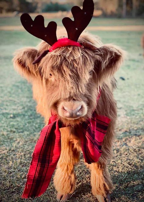 Miniature Cows, Cutee Animals, Mini Cows, Baby Farm Animals, Fluffy Cows, Cow Pictures, Brown Cow, Baby Animals Pictures