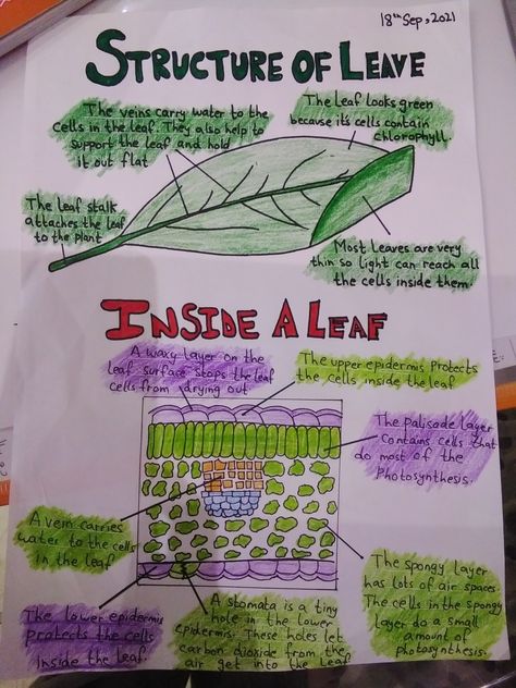 Leaf Structure Biology, Leaf Structure Biology Notes, Gcse Motivation, Structure Of A Leaf, Science Project Working Model, Human Body Science Projects, Notes Idea, Revision Tips, Science Revision