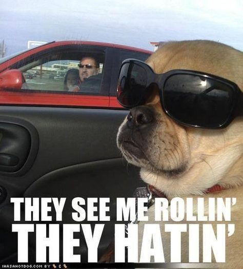 Aww Dog Wearing Sunglasses, They See Me Rollin, Best Tweets, Wearing Sunglasses, Funny Dog Pictures, Funny Animal Pictures, Laughing So Hard, See Me, Bones Funny