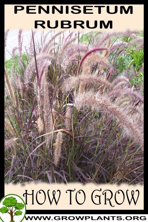 Pennisetum Rubrum, Red Fountain Grass, Pennisetum Setaceum, Vegetative Reproduction, Fountain Grass, Ornamental Plants, Leaf Coloring, Colorful Leaves, Water Plants