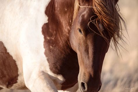 Wild Horse Pictures, Wild Horses Photography, Mustang Horse, Equine Photographer, Art Horse, Up Close And Personal, Horse Equestrian, Photography Prints, Art Prints For Sale