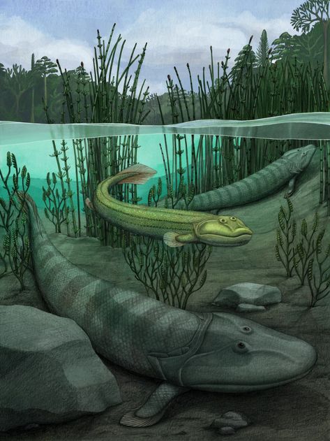 This fish evolved to walk on land — then said 'nope' and went back to the water : NPR Ancient Fish, Giant Fish, Fish Fossil, Prehistoric World, The University Of Chicago, Paleo Art, Prehistoric Animals, Coven, Science And Nature