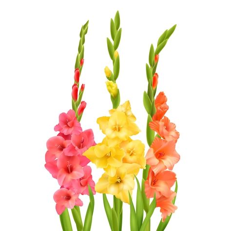 Gladiolus Flower, Playing Cards Art, Flowers Vector, Cards Art, Cartoon Flowers, Birth Month Flowers, Single Flower, Glass Ideas, Realistic Drawings