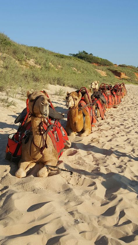 Camel ride on Cable Beach, Broome Western Australia is a must do  #fromabove #turkey #whitesneakers #currentlywearing #abmstyle #outfitinspiration #liketkit #fashiongoals #fwis #stylethebump #ukblogger #minimalhunter #todayiwore #lovethislook #streetfashionstyle #newshoes #shoesday #makeyousmilestyle #ihavethisthingwithwalls #coffeenclothes Broome Australia, Broome Western Australia, Alphabet Animals, Trip Photos, Beach Rides, Brisbane Queensland, April 26, Ride On, Dream Destinations