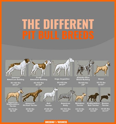 AN OVERVIEW OF THE DIFFERENT TYPES OF PITBULL DOGS. Pitbull Bloodlines, Bully Terrier, Pitbull Types, Pitbull Dog Breed, Bully Pitbull, Different Types Of Dogs, American Bull, Bully Breeds Dogs, American Pitbull