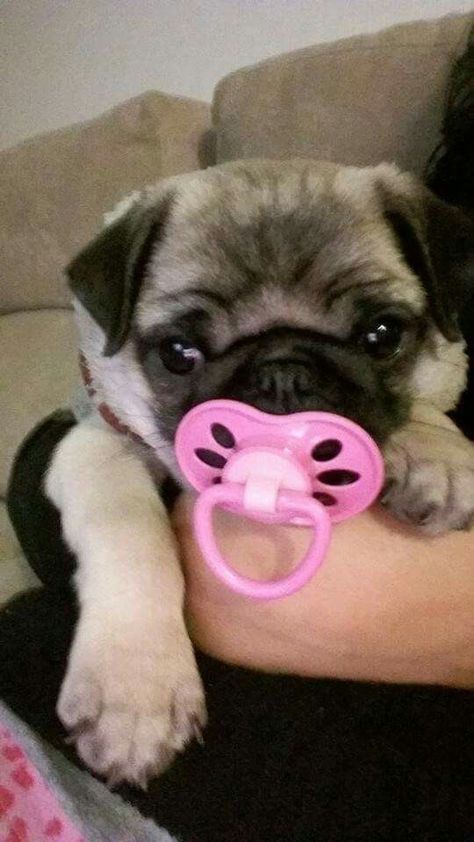 Dog Emotions, Baby Pug, Pugs In Costume, Black Pug Puppies, Cute Pug Puppies, Answer This Question, Dog Mommy, Baby Pugs, Pug Gifts