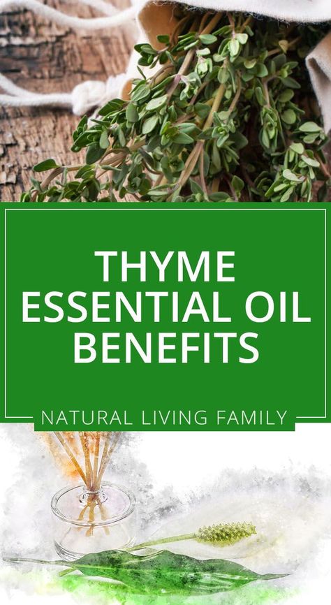 Thyme Oil Benefits, Thyme Essential Oil Benefits, Thyme Essential Oil Uses, Benefits Of Thyme, Essential Oils For Migraines, Oregano Oil Benefits, Essential Oils Focus, Respiratory Problems, Thyme Essential Oil