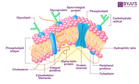 Plasma Membrane Fluid Mosaic Model, Lipid Bilayer, Cell Theory, Cell Organelles, Eukaryotic Cell, Tuition Centre, Membrane Structure, Plasma Membrane, Neet Exam