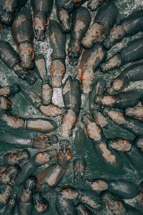 Hippo Party, National Geographic Photo Contest, Hungry Hippos, Carpe Koi, Drone Images, Drone Photos, Photography Contests, National Geographic Photos, Hippopotamus