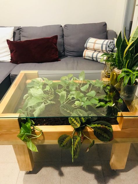 Boho Glass Coffee Table, Nature Coffee Table, Coffee Table With Plants Inside, Glass Plant Table, Indoor Plant Table Ideas, Diy Plant Table, Succulent Coffee Table, Moss Coffee Table, Terrarium Furniture