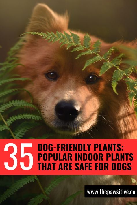 If you're a dog parent + a plant parent, you're not alone. But many plants are toxic to dogs. So here's an indoor plant list of 35 dog friendly plants for that indoor garden, plant room or just a few indoor house plants. #dogcare #dogtips #dogownertips #dogsafety #houseplant #houseplantsindoor #indoorplantideas #indoorplantcare #indoorplantslist #plantssafefordogs #indoorhouseplantssafefordogs #dogfriendlyhouseplants #nontoxicplantsfordogs #nontoxichouseplantsfordogs #plantsthatarenontoxictodogs Non Toxic House Plants Dogs, Dog Friendly Indoor Plants, Indoor Plants Safe For Dogs, Plants Safe For Dogs, Plants Toxic To Dogs, Dog Safe Plants, Dog Friendly Plants, Toxic To Dogs, Indoor House Plants