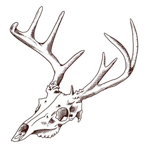 Deer Skull Reference Drawing, How To Draw Deer Skull, Deer Bones Drawing, Dear Skull Drawing, Simple Deer Skull Tattoo, Deer Sketch Tattoo, Deer Skull Mask Character Art, Deer Skeleton Drawing, Deer Skull Drawing Simple