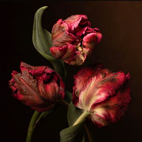 Artfully Walls, Parrot Tulips, Tulips Garden, Dark Flowers, Nothing But Flowers, Flower Therapy, Photography Prints Art, Belle Epoque, Still Life Photography