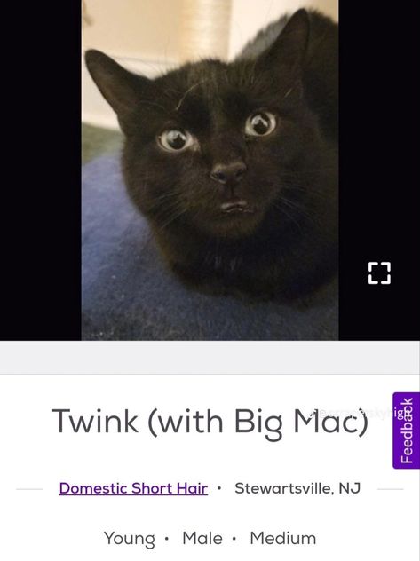 Silly Explosion, Petfinder Cats, Petfinder Names, Car Names, Funny Cat Names, Silly Names, Cat Ownership, Pet Finder, Funny Names