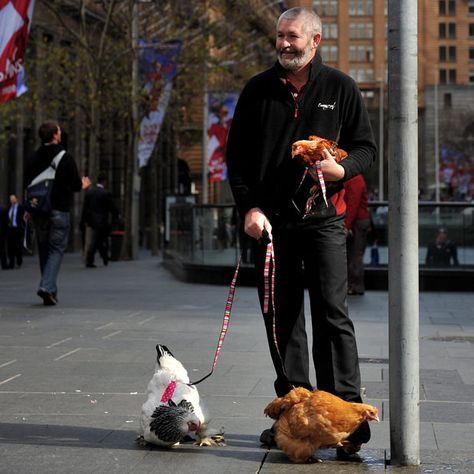 Pssst..the chickens have on diapers!  "John Huntington poses with his chickens in Sydney, Australia. Mr Hungtington's 'City Chicks' are chickens for those living in an urban environment. They come complete with small walking leads and harnesses and elasticised nappies." City Chicken, Urban Chickens, Crazy Chicken Lady, Chicken Lady, 15 August, Chickens And Roosters, Chicken Breeds, Pictures Of The Week, Pet Chickens