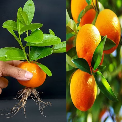 Ashik Muztaba - Best Way To Grow Orange Tree From Orange 100% Work In a glass of water Orange Water, Orange Plant, Mig Welding, Glass Of Water, Orange Tree, Welding Art, Kiwi, Bonsai, To Grow