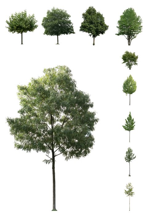 Trees Cutout, Vegetation Png, Tree Elevation, Png Architecture, Architectural Trees, Tree Cutout, Landscape Architecture Diagram, Lukisan Lanskap, Landscape Architecture Graphics