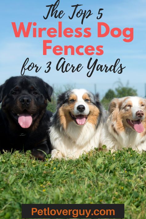 Wireless Dog Fence For 3 Acres #dog #wireless #fence #acres Dog Traveling, Dog Infographic, Cat Fence, Wireless Dog Fence, Pet Barrier, Collar Tips, Hybrid Dogs, Dog Teeth Cleaning, Best Dog Training