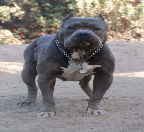 Blue Nose PitBull - 15 Interesting Facts About this Dog Pitbull Blue, Blue Pitbull, Blue Nose Pitbull, Blue Pits, Bully Dog, Pitbull Puppies, Bull Terrier Dog, Bully Breeds, American Pitbull Terrier