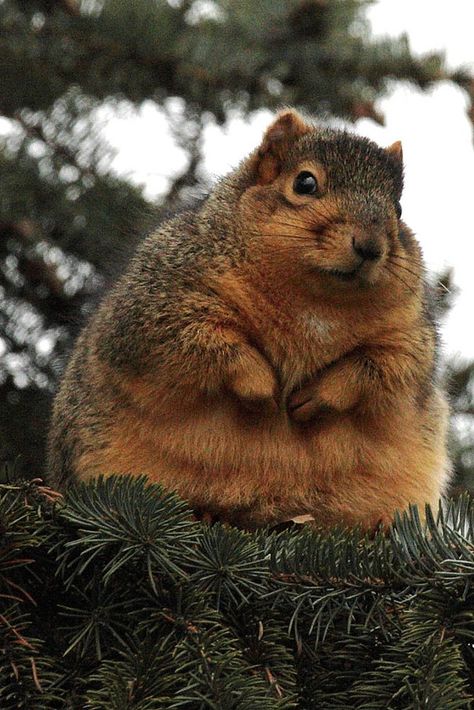 “Today, you may pet my fluffy lumps.” | 21 Fluffy Animals To Help You Unwind After A Long Day Fat Squirrel, Fat Animals, Squirrel Pictures, Squirrel Funny, Cute Squirrel, A Squirrel, A Thought, Fluffy Animals, Animal Photo