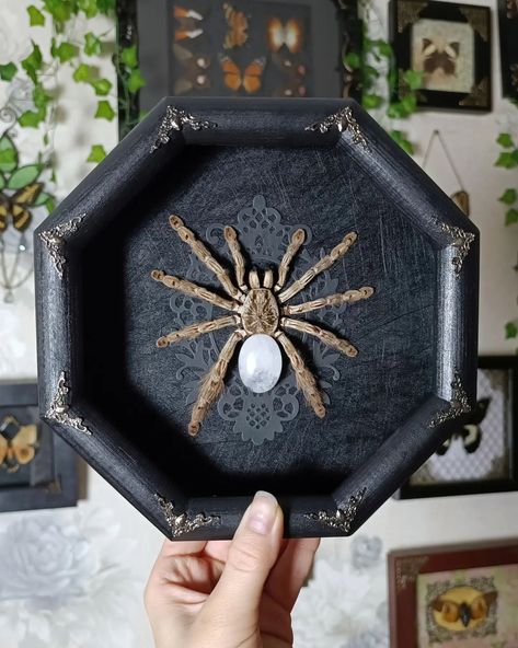 New pieces just landed in our shop ✨ Which one do you like the most 1-8? www.tarantulabox.com @tarantulabox #tarantula #spiders #witchyvibes #insectsofinstagram #gothicart #oddities #curiosity #witchy #witchcraft #curio #taxidermy #gothichome #witchythings #wallhanging #tattooideas #tattooinspiration #darkartist #mementomori #oddity Tarantula Molt Display, Taxidermy Bugs, Insect Art, Witchy Vibes, Gothic House, Gothic Art, Memento Mori, Taxidermy, Spiders